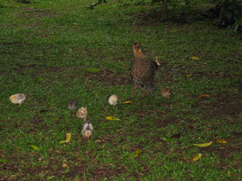 Sven told us that he never manages to find the eggs soon enough, so they are always being overun with chucks.
Click for photo quality image
Warning photo quality image size is 722K