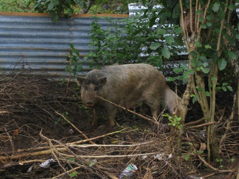 Just can't seem to escape from the pigs
Click for photo quality image
Warning photo quality image size is 1.1M