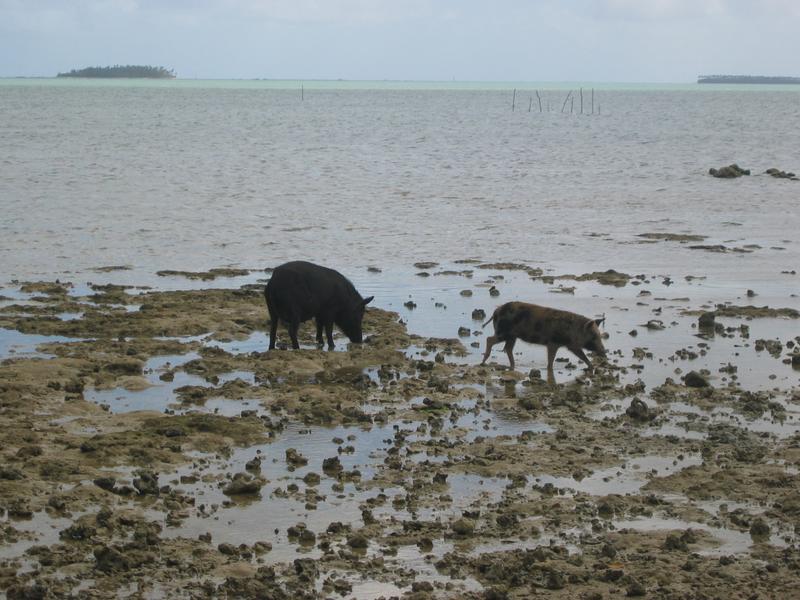 They appear to be eating the shellfish just under the water
Click for photo quality image
Warning photo quality image size is 1.1M