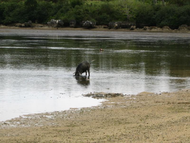 IMG_0216
Click for photo quality image�
Warning photo quality image size is 501K