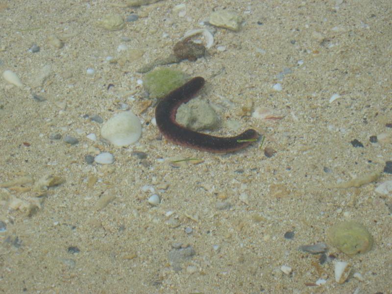 Before lunch we took a walk around the island
Click for photo quality image
Warning photo quality image size is 669K