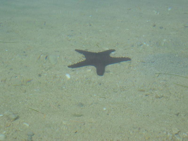 And Starfish
Click for photo quality image
Warning photo quality image size is 447K