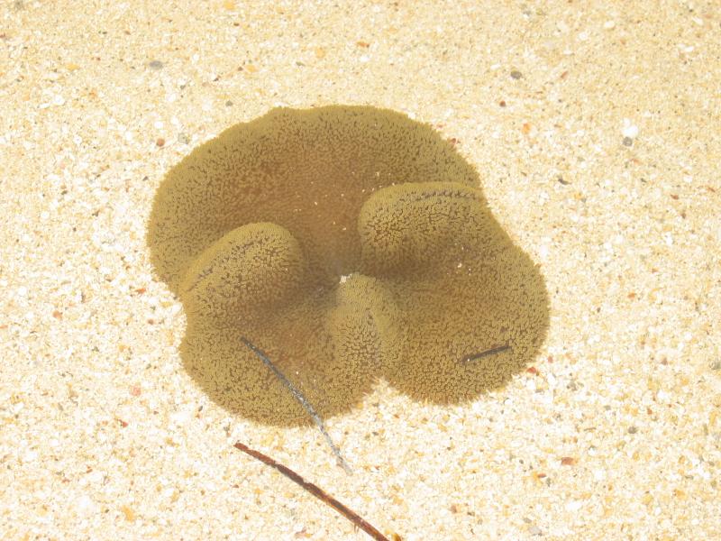 Great fun trying to take these shots through the shallow but very clear water.
Click for photo quality image
Warning photo quality image size is 787K