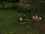 Everytime we turned around there were more chickens
Image taken at 16:56 on Jul 22 2003
Photo quality image geometry 1600x1200
Photo quality image size 622K