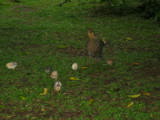 Sven told us that he never manages to find the eggs soon enough, so they are always being overun with chucks.
Image taken at 16:56 on Jul 22 2003
Photo quality image geometry 1600x1200
Photo quality image size 722K