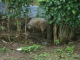More local pigs
Image taken at 12:04 on Jul 23 2003
Photo quality image geometry 1600x1200
Photo quality image size 720K