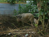 Just can't seem to escape from the pigs
Image taken at 12:05 on Jul 23 2003
Photo quality image geometry 2272x1704
Photo quality image size 1.1M