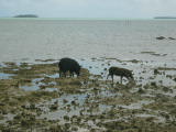 They appear to be eating the shellfish just under the water
Image taken at 12:06 on Jul 25 2003
Photo quality image geometry 2272x1704
Photo quality image size 1.1M