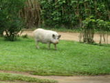 IMG_0228
Image taken at 15:09 on Jul 28 2003
Photo quality image geometry 1600x1200
Photo quality image size 597K
