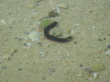 Before lunch we took a walk around the island
Image taken at 11:47 on Jul 29 2003
Photo quality image geometry 1600x1200
Photo quality image size 669K