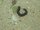 Lots of these strange sea cucumbers around
Image taken at 11:48 on Jul 29 2003
Photo quality image geometry 1600x1200
Photo quality image size 731K