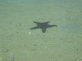 And Starfish
Image taken at 11:49 on Jul 29 2003
Photo quality image geometry 1600x1200
Photo quality image size 447K