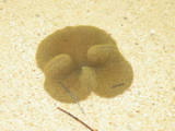 Great fun trying to take these shots through the shallow but very clear water.
Image taken at 11:52 on Jul 29 2003
Photo quality image geometry 1600x1200
Photo quality image size 787K