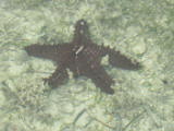This poor starfish looked half dead
Image taken at 11:53 on Jul 29 2003
Photo quality image geometry 1600x1200
Photo quality image size 652K
